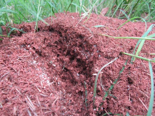 公園、社區(qū)、校園等公共場(chǎng)所進(jìn)行有效紅火蟻防制